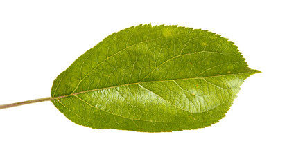 Fototapeta na wymiar Leaf with apple tree. Isolated on white background