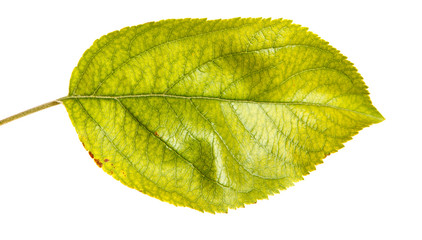 Leaf with apple tree. Isolated on white background