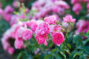pink roses bush