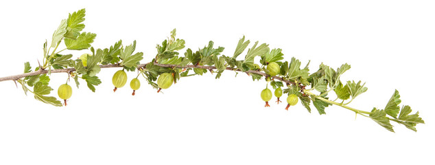 Branch of a bush of gooseberries. Isolated on white background