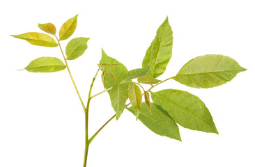 A branch of a walnut tree. Isolated on white background