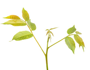 A branch of a walnut tree. Isolated on white background