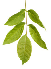 A branch of a walnut tree. Isolated on white background