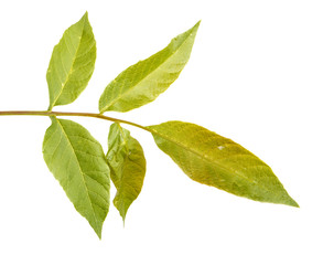Fototapeta premium A branch of a walnut tree. Isolated on white background