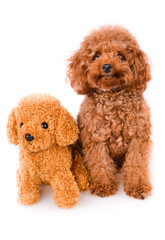 Mini Toy Poodle with Golden Brown Fur on a white background