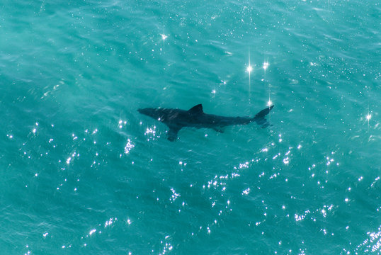 Great White Shark swimming near the surface