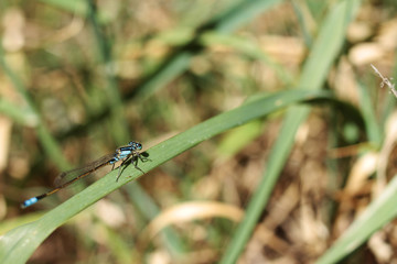 Macro of Dragonfly on Grass