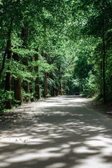 Asphalt road in green forest