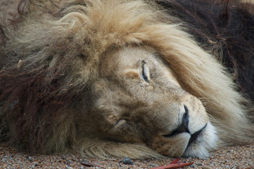 Lion