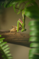 Mantis