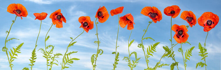 Fototapeta premium Panorama made of flowering red poppies against the blue sky