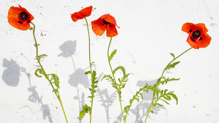 Red poppies on a bleached wall background