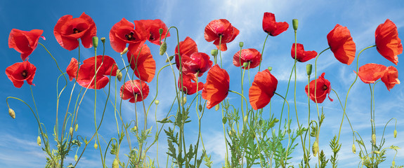 Panorama made of flowering red poppies against the blue sky