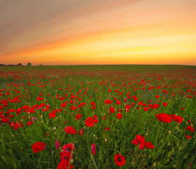 sunset over a poppy meadow