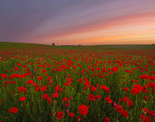 sunset over a poppy meadow