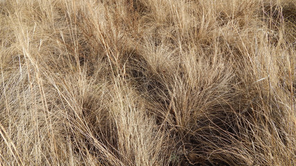Autumn grass background