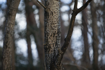 A tree trunk in the forrest