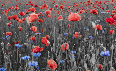 Red poppies,panorama