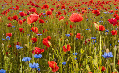 Red poppies,panorama