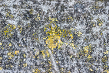 mushrooms parasites on old gray tile close up