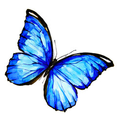 beautiful blue butterfly,watercolor,isolated on a white