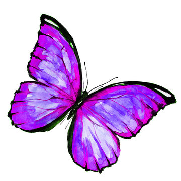 beautiful pink butterfly,watercolor,isolated on a white