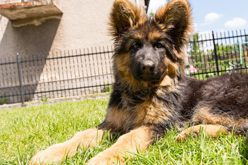 Portrait of young german shepherd dog