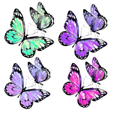 beautiful color butterflies,watercolor,isolated on a white