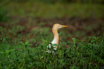 The Cattle Egret Eye