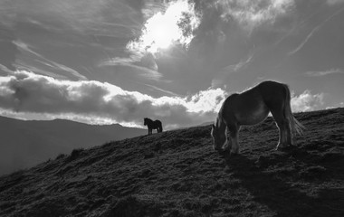 Fototapeta na wymiar Pferde vor Himmel Landschaftsaufnahme