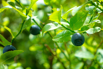 Wild blueberry in forest