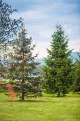 Pine trees growing in the back of the yard