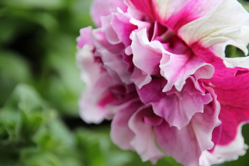 Kraeuter_Blumen_violette_Blueten