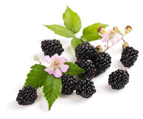 Blackberry on the twig and flower
