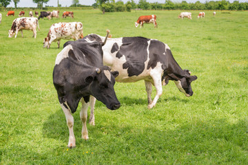 Norman black and white cows grazing on grassy green field with trees on a bright sunny day in Normandy, France. Summer countryside landscape and pasture for cows