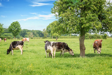 Norman schwarze und weiße Kühe, die an einem sonnigen Tag in der Normandie, Frankreich, auf einer grünen Wiese mit Bäumen grasen. Sommerlandschaft und Weide für Kühe