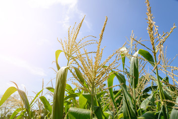 Naklejka premium cornfield under a blue sky with clouds