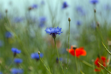 Kornblume auf der Wiese