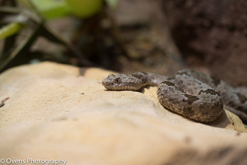 Snake