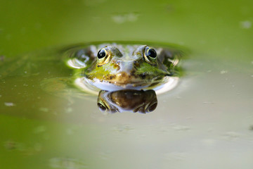 Teichfrosch