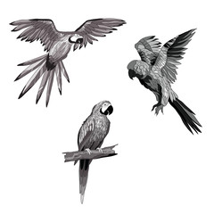 Vector illustration. Set of parrots, flying parrots. Parrot sitting on a branch. Black and white and gray image