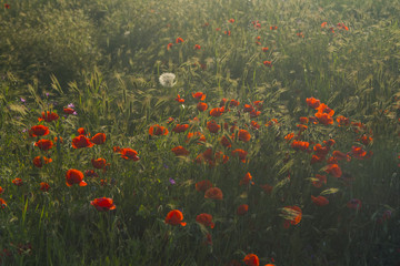 summer field with flowers. soft focus natural background