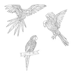 Obraz premium Vector illustration. Set of parrots, flying parrots. Parrot sitting on a branch. Black and white line