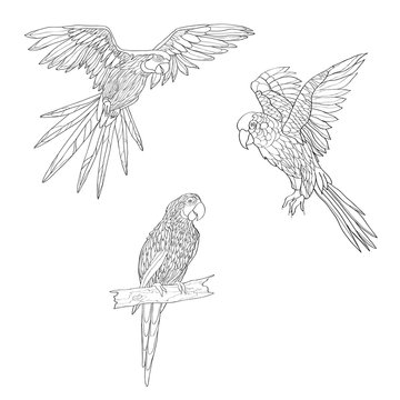 Vector illustration. Set of parrots, flying parrots. Parrot sitting on a branch. Black and white line