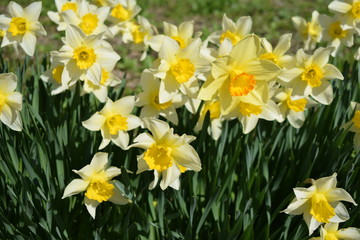 スイセン © FRANK