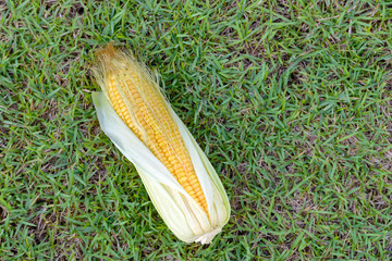 Top view of fresh corn on cobs on grass with Copy space