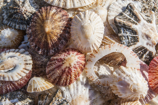 Limpet shells washed ashore