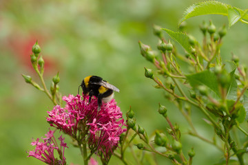 Hummel auf blühendem Strauch