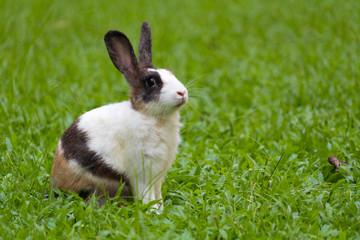 Happy bunny on grass