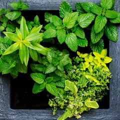 kräuter trio minze © Superingo